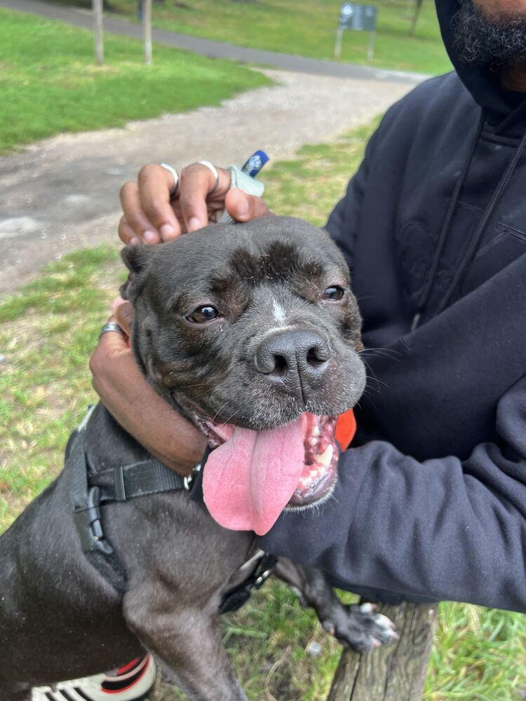Enlarge Xola, a Adoptable mixed breed in New York, NY image 6/6