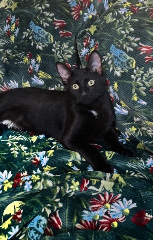 Salem, Adoptable, Young Male Domestic Short Hair.