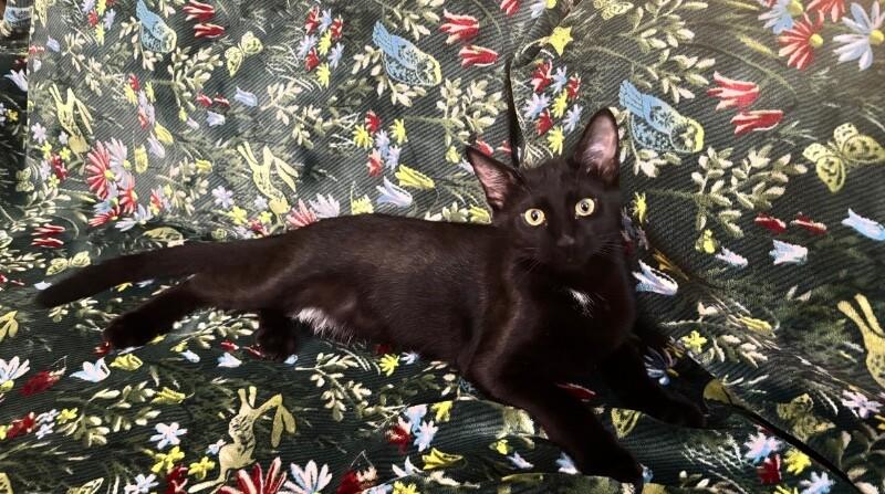 Enlarge Salem, a Adoptable Domestic Short Hair in North Babylon, NY image 2/3