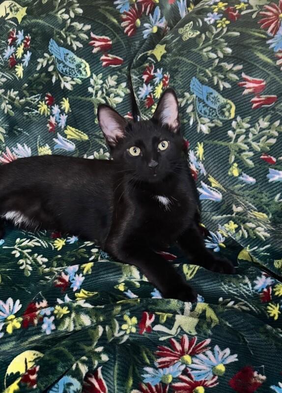 Enlarge Salem, a Adoptable Domestic Short Hair in North Babylon, NY image 3/3
