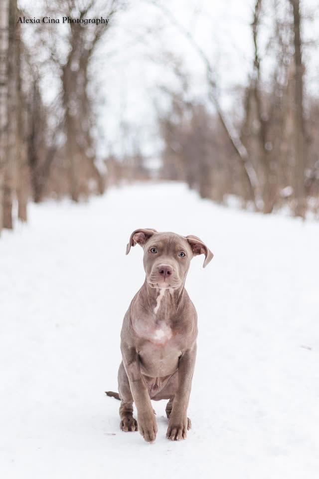 Avro, ADOPTABLE, Puppy Male American Bulldog & Weimaraner.