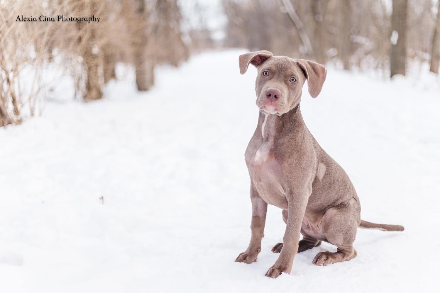 Enlarge Avro, a ADOPTABLE mixed breed in Drumbo, ON image 2/3
