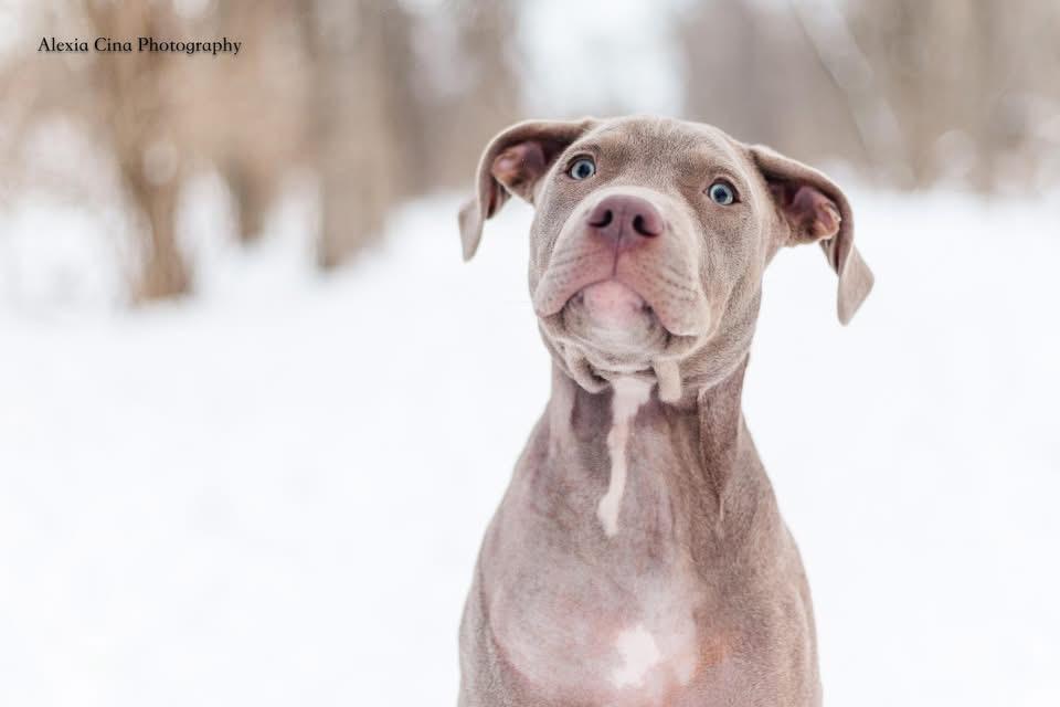 Enlarge Avro, a ADOPTABLE mixed breed in Drumbo, ON image 3/3