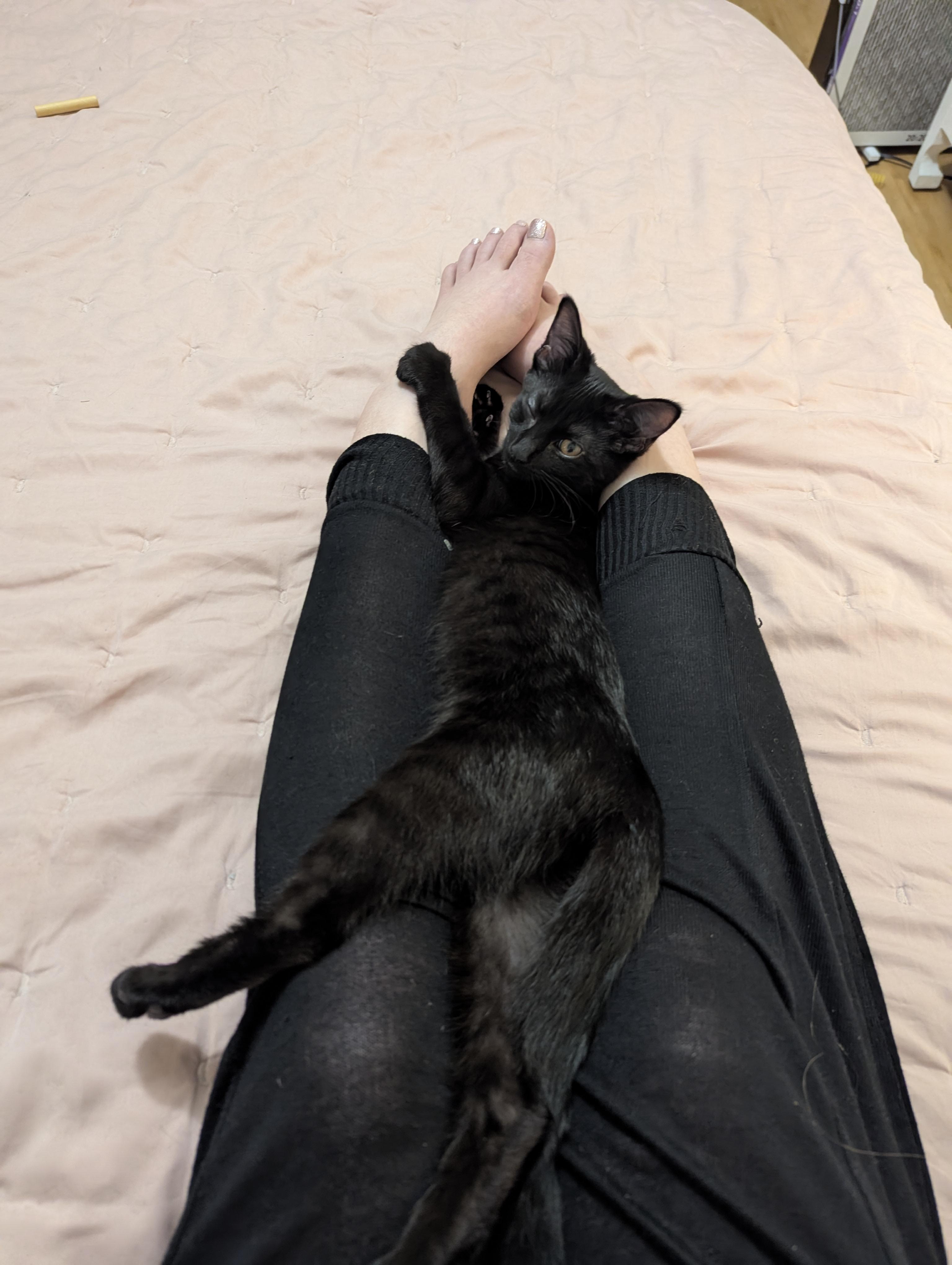 Papaya, a ADOPTABLE Domestic Short Hair in Columbus, OH image 6/6