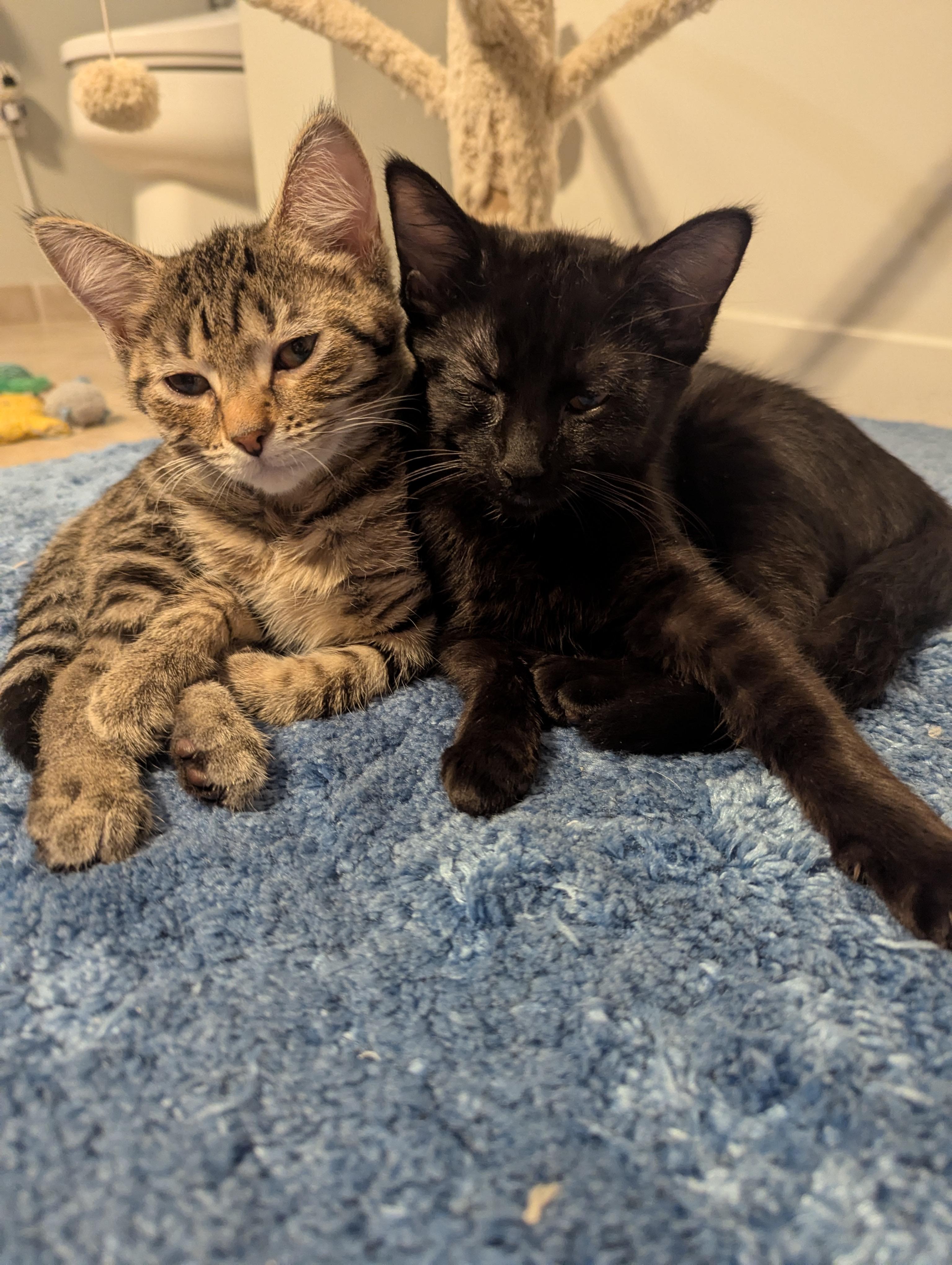 Papaya, a ADOPTABLE Domestic Short Hair in Columbus, OH image 3/6