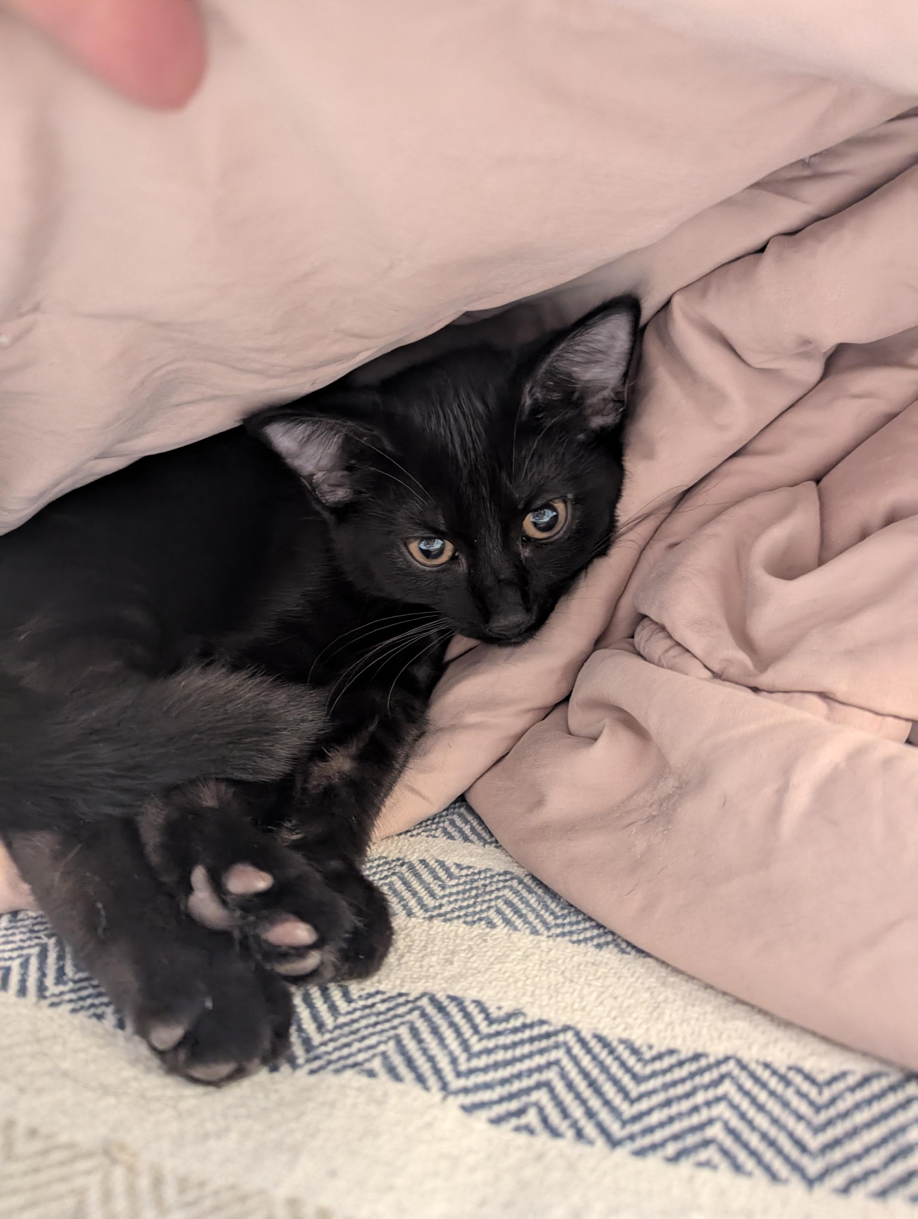 Papaya, a ADOPTABLE Domestic Short Hair in Columbus, OH image 1/6