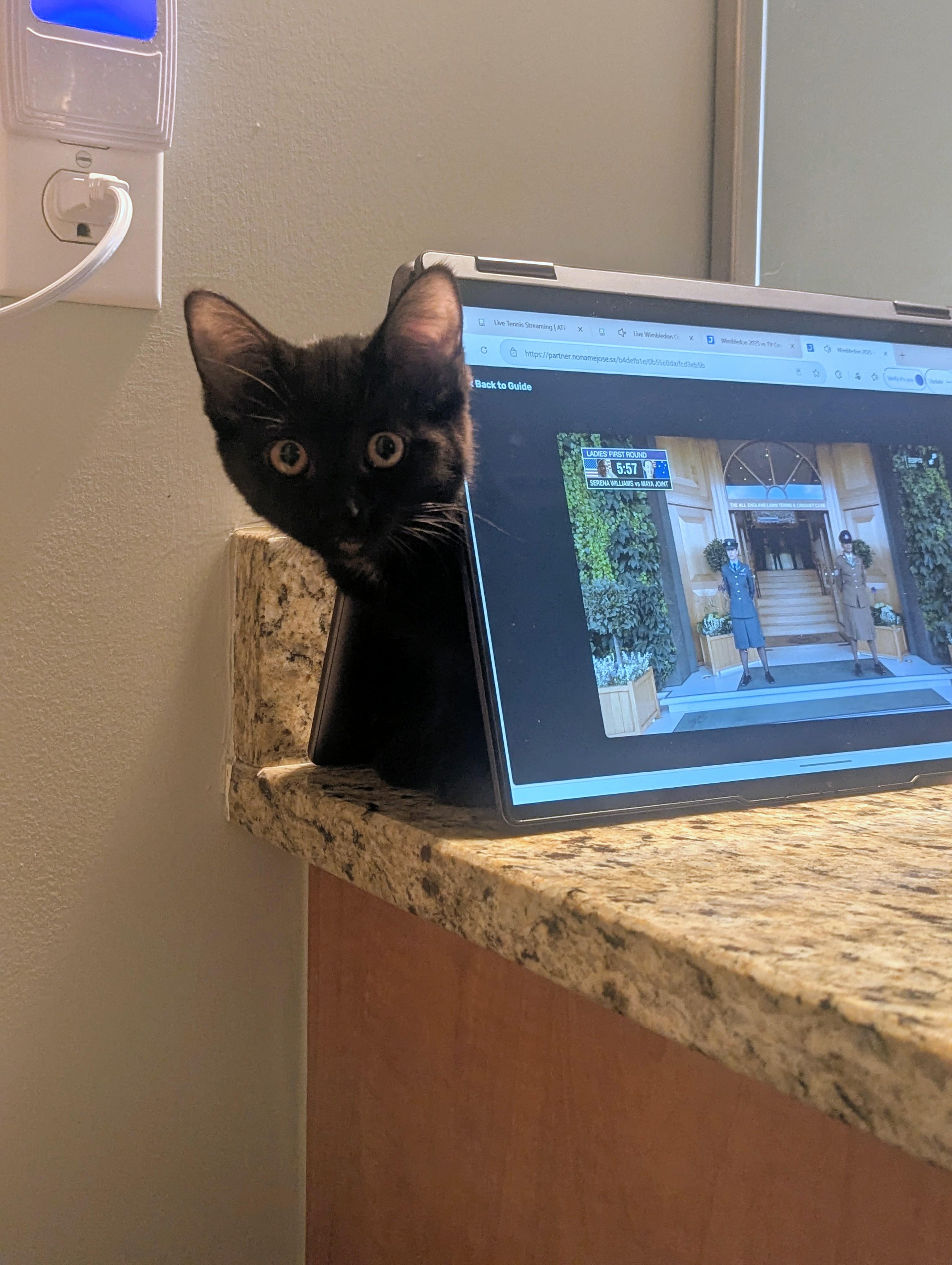 Papaya, a ADOPTABLE Domestic Short Hair in Columbus, OH image 4/6