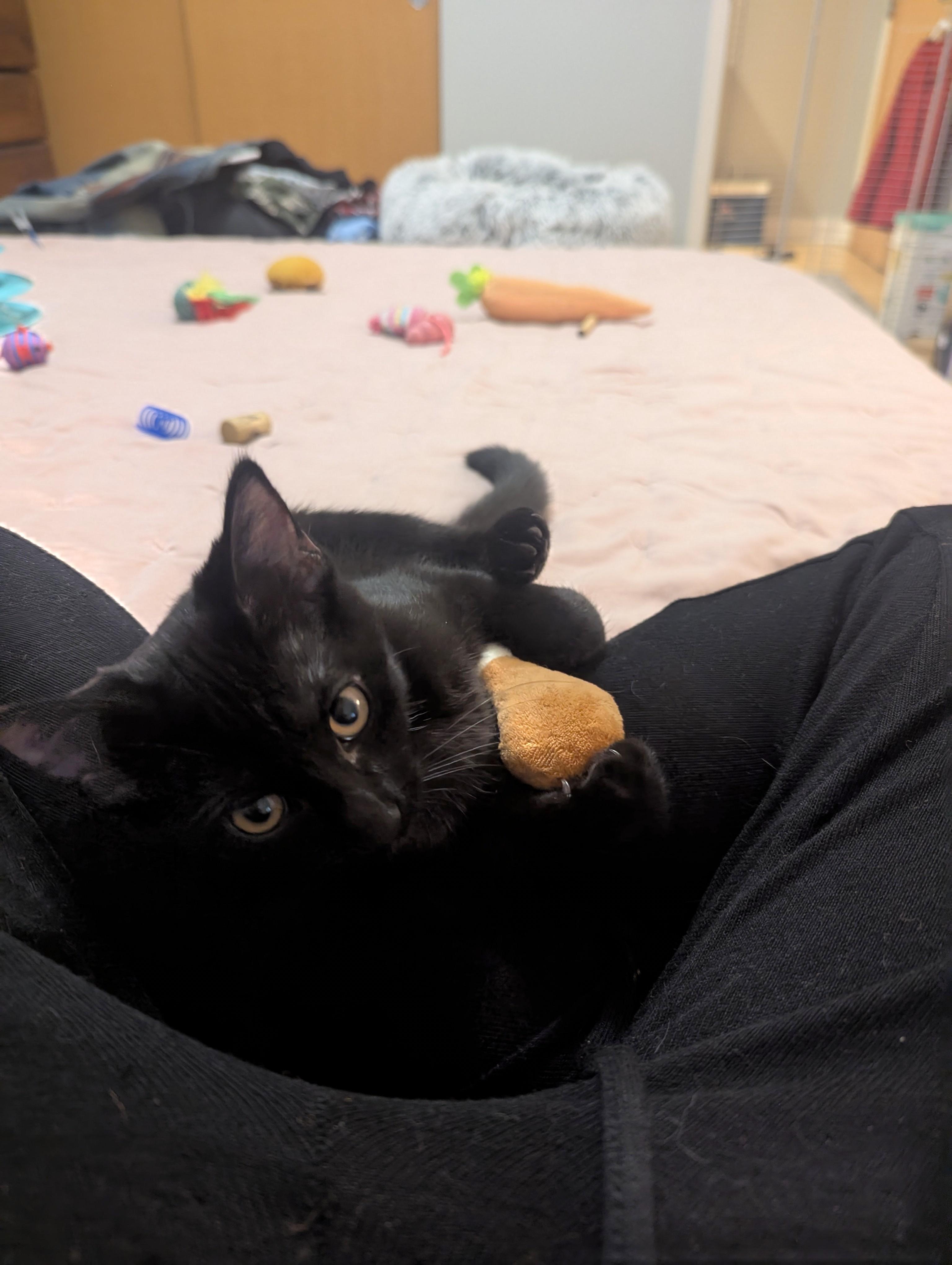 Papaya, a ADOPTABLE Domestic Short Hair in Columbus, OH image 5/6