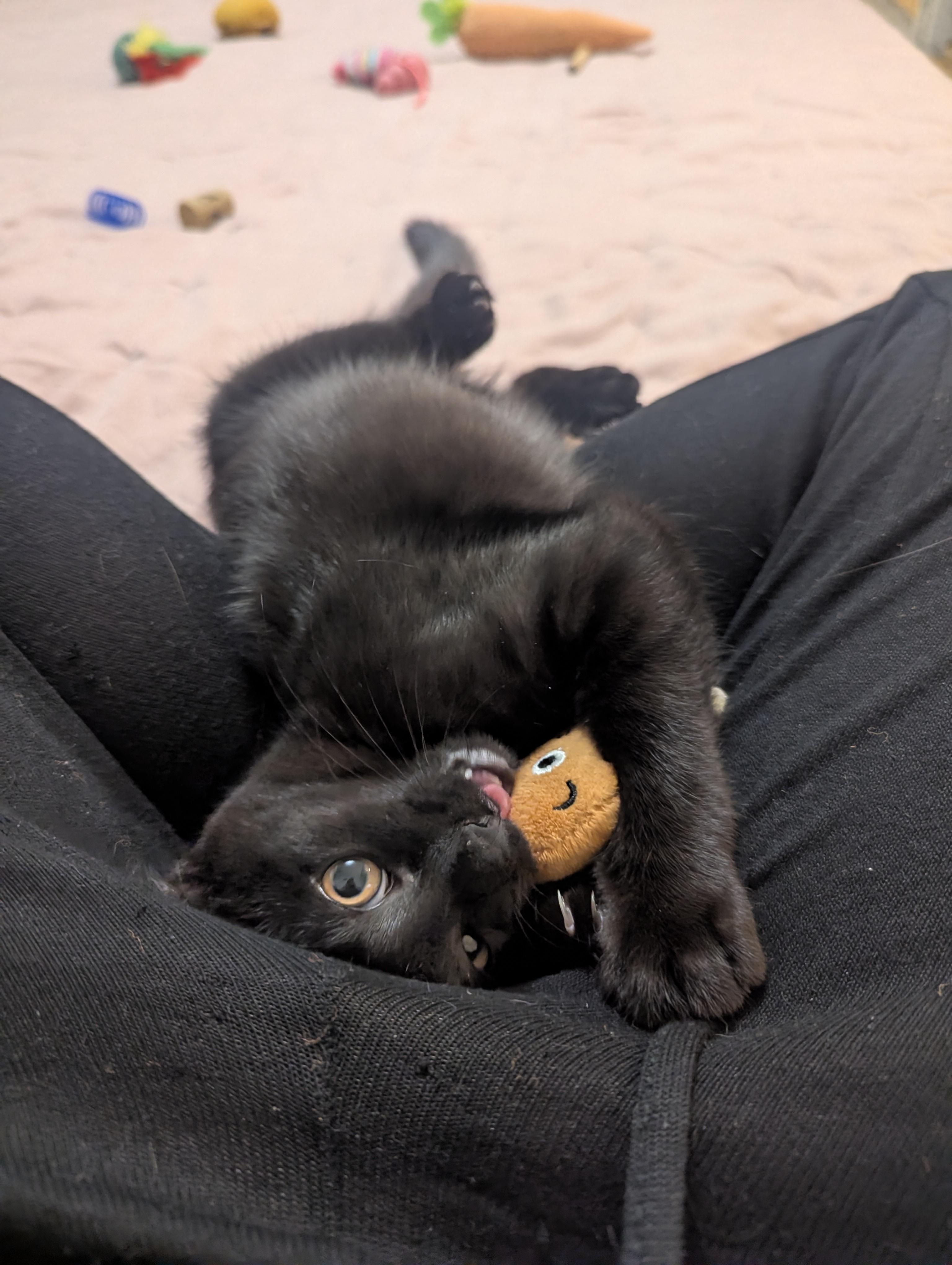 Papaya, a ADOPTABLE Domestic Short Hair in Columbus, OH image 2/6