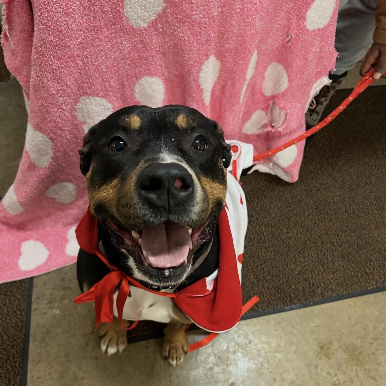 Trooper , an adopted mixed breed in Indiana, PA image 4/5