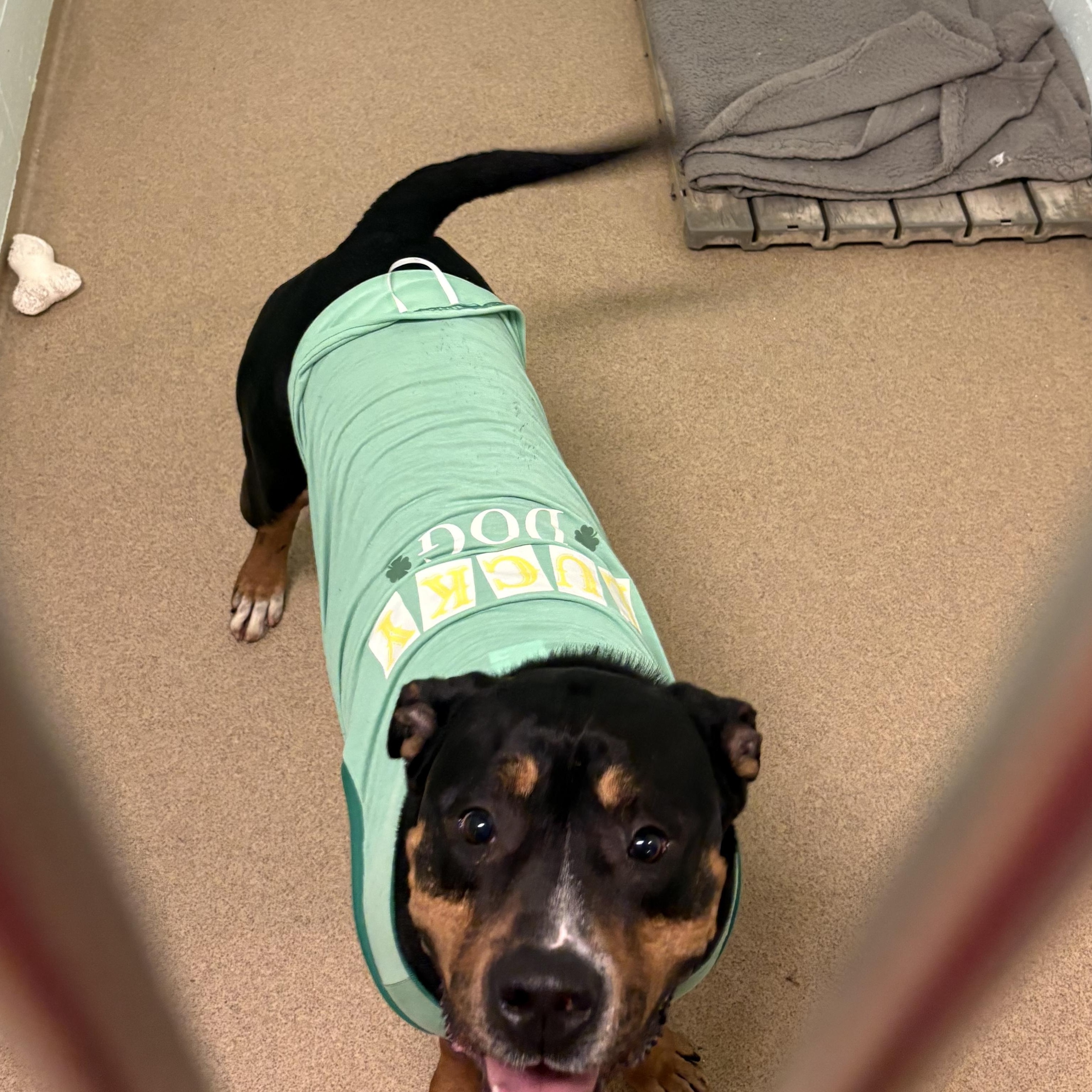 Trooper , an adopted mixed breed in Indiana, PA image 5/5