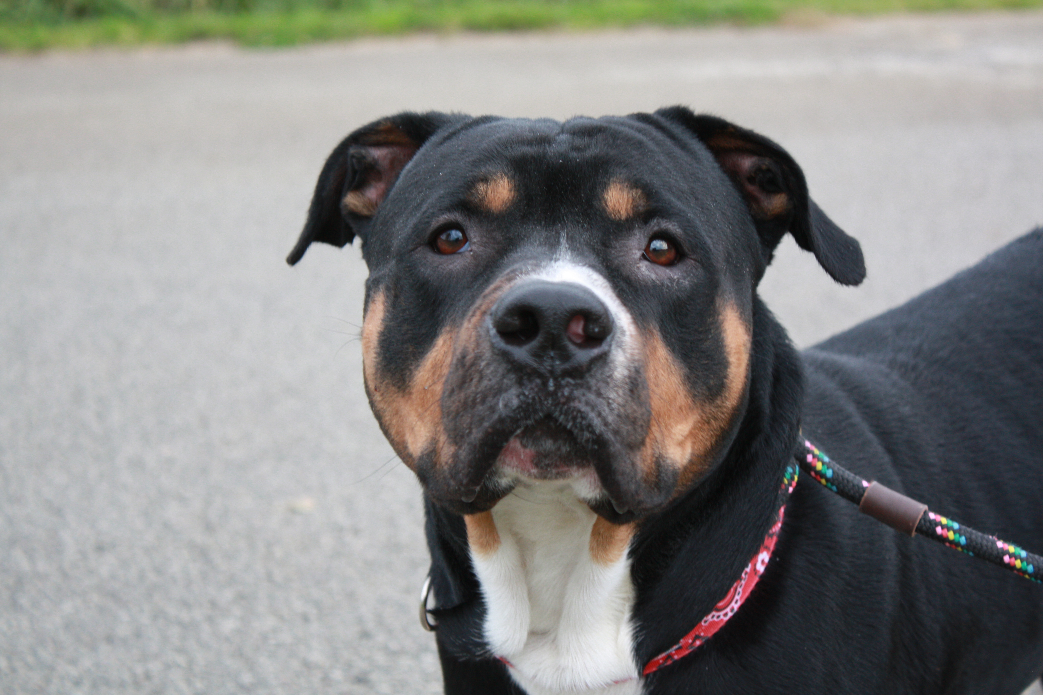Trooper, a Adoptable mixed breed in Indiana, PA image 1/2
