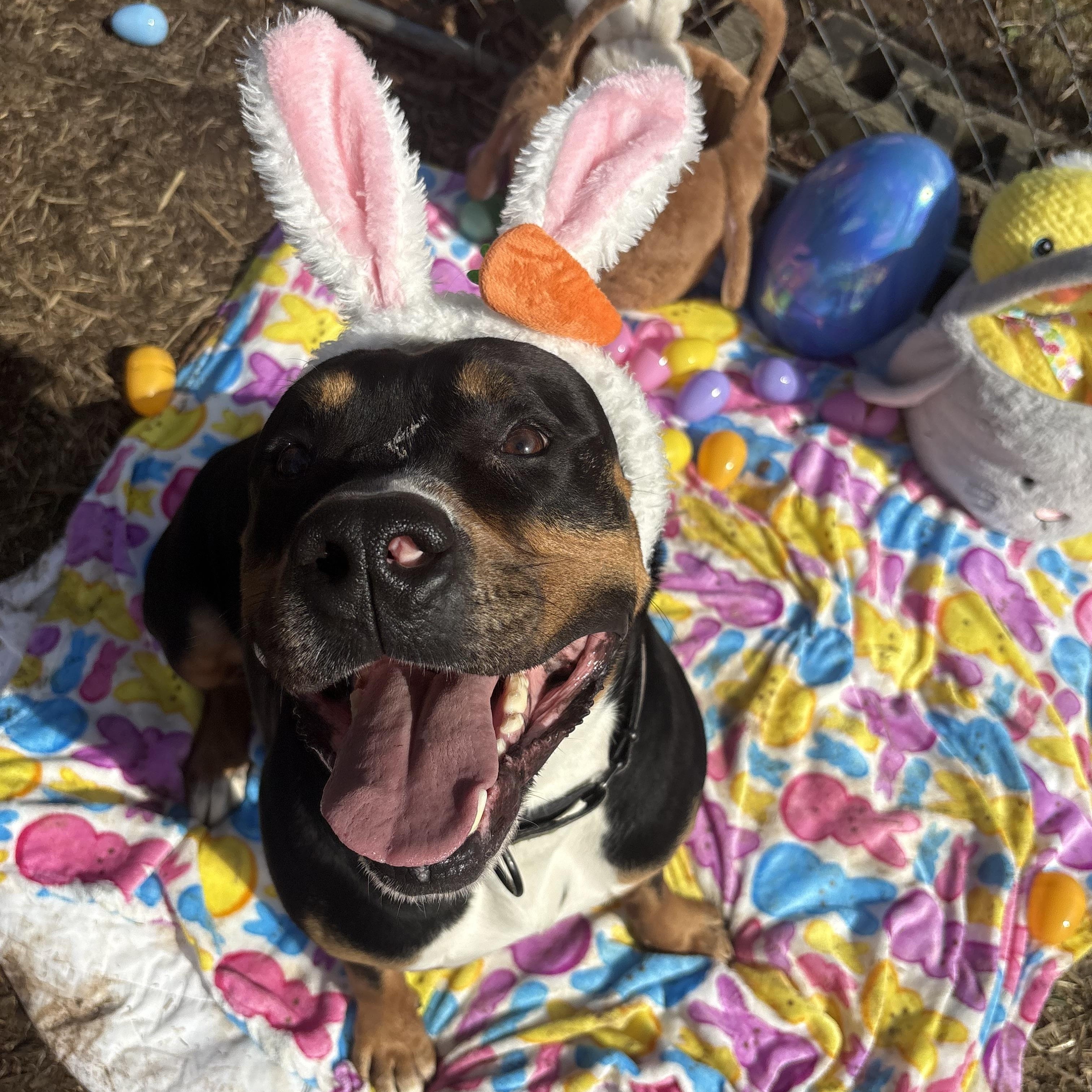 Trooper , an adopted mixed breed in Indiana, PA image 1/5