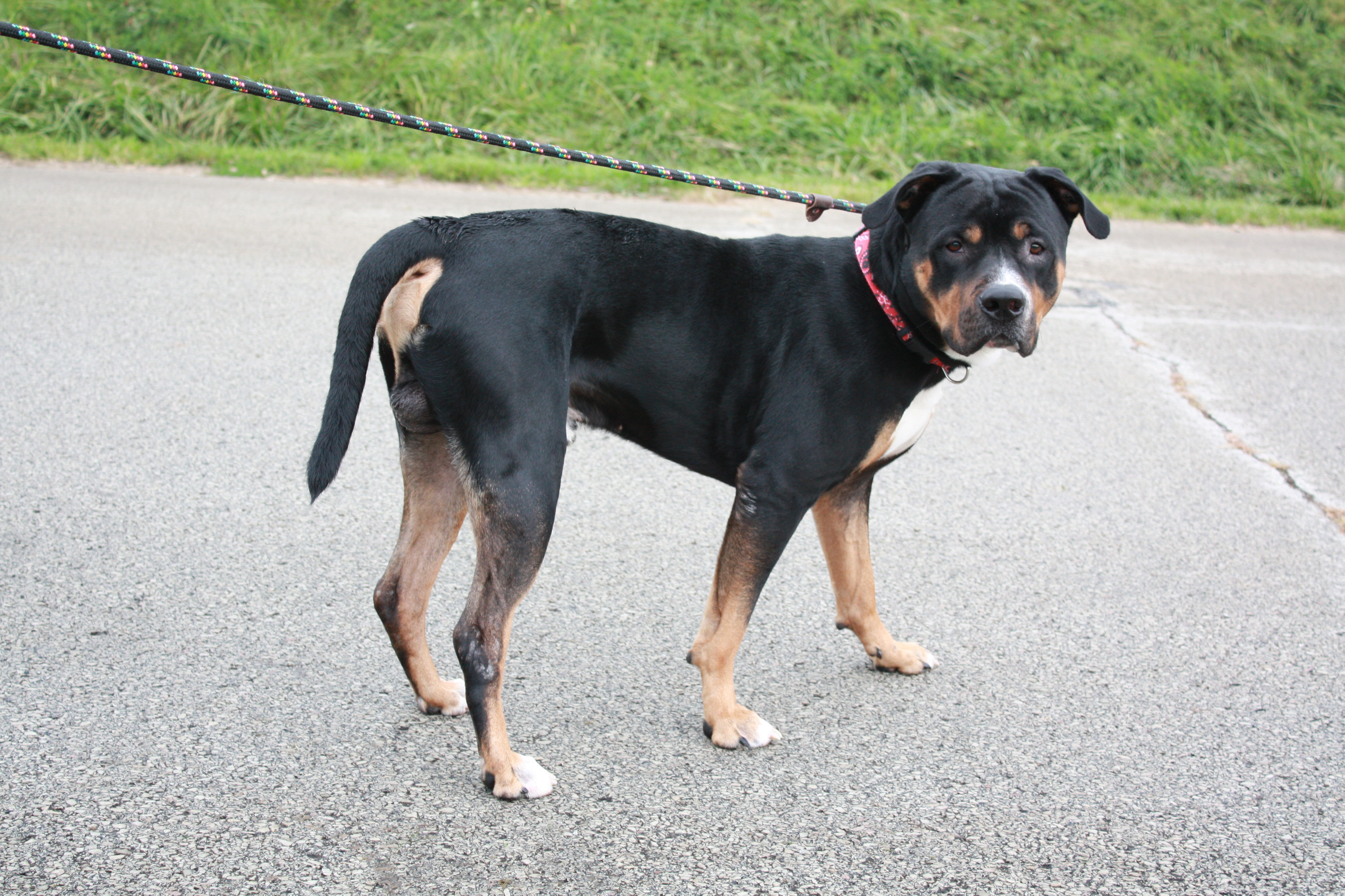 Trooper, a Adoptable mixed breed in Indiana, PA image 2/2
