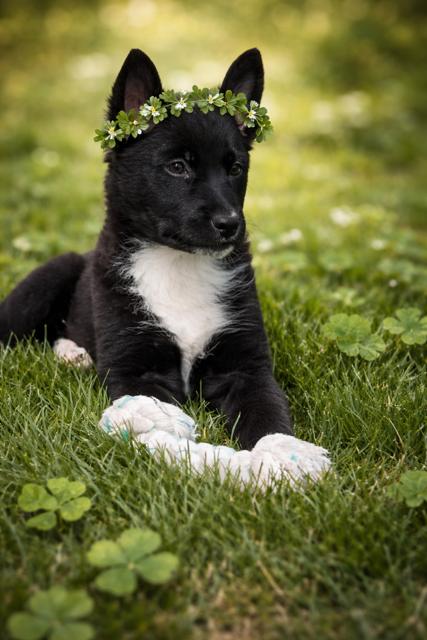 Enlarge Hera, a Adoptable mixed breed in Midway, UT image 1/3