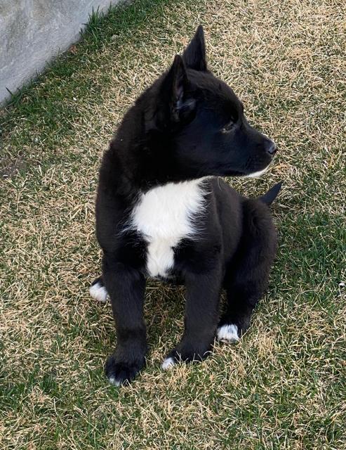 Enlarge Hera, a Adoptable mixed breed in Midway, UT image 2/3