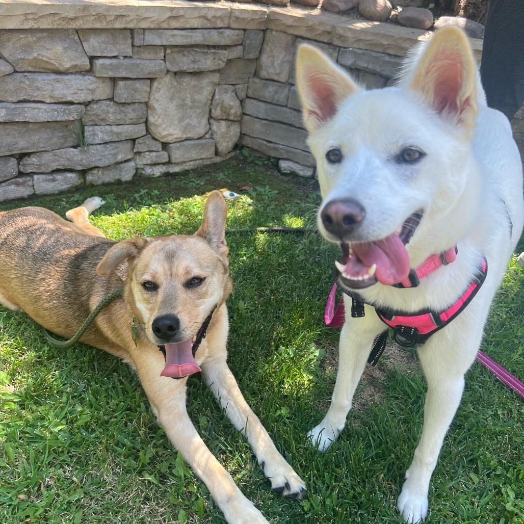 Lando, Adoptable, Adult Male Mixed Breed & Shepherd.