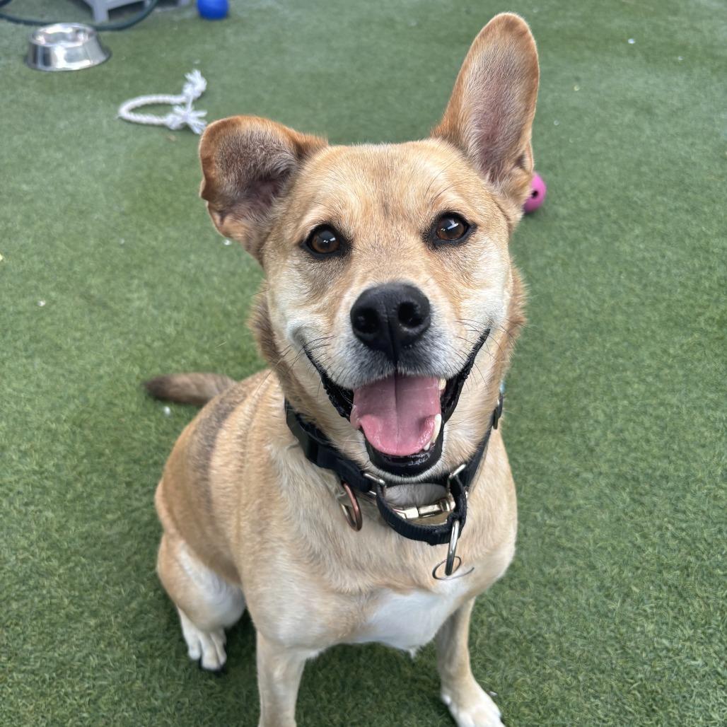 Enlarge Lando, a Adoptable mixed breed in San Diego, CA image 2/6