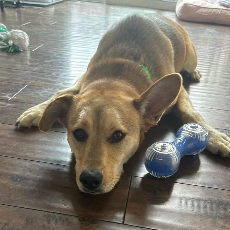 Enlarge Lando, a Adoptable mixed breed in San Diego, CA image 4/6