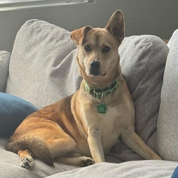 Enlarge Lando, a Adoptable mixed breed in San Diego, CA image 5/6