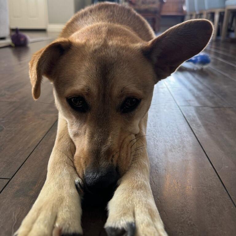 Enlarge Lando, a Adoptable mixed breed in San Diego, CA image 6/6