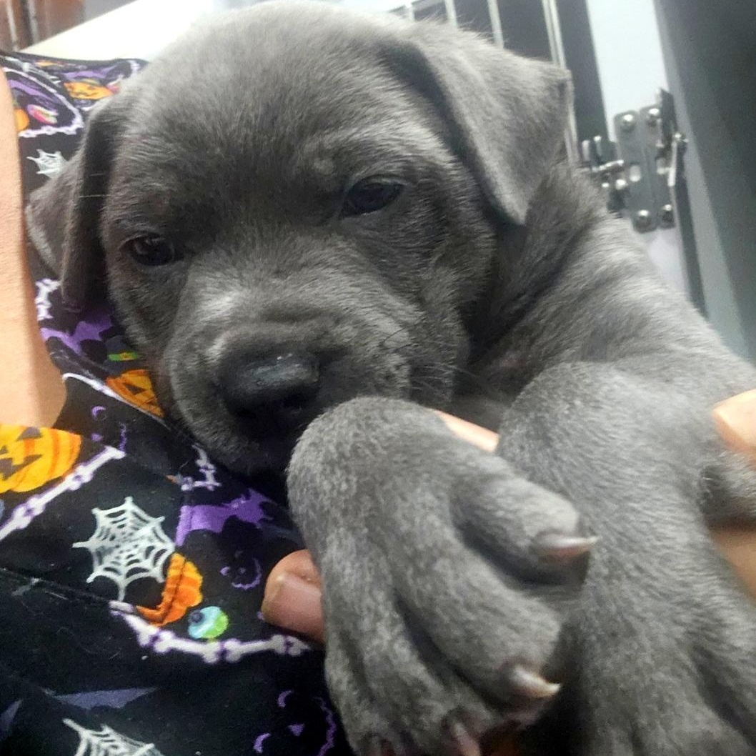 Enlarge Greyson - "Puppy Power", a Adoptable Mixed Breed in Rockford, IL image 1/5