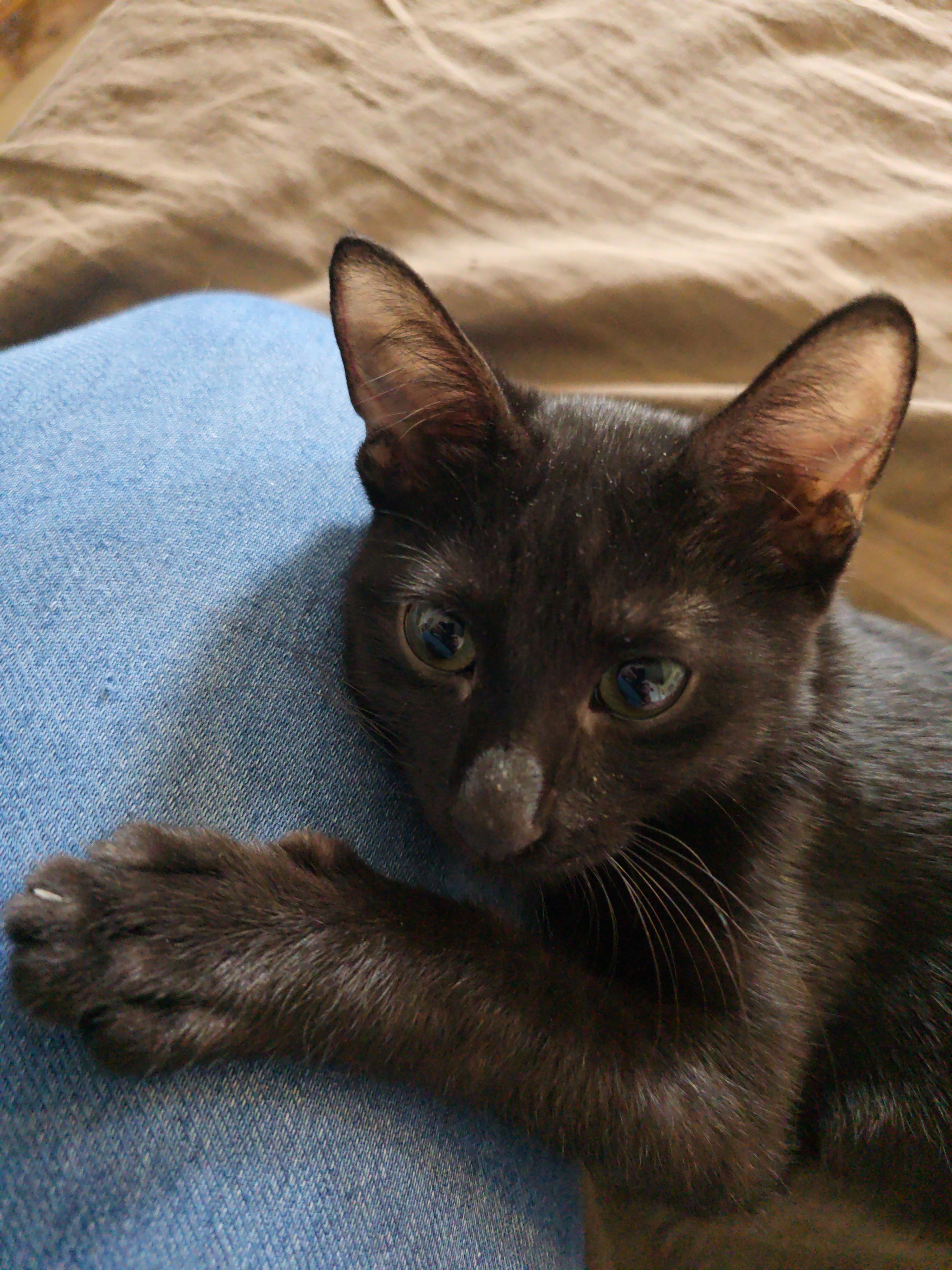 Snuggie, Adopted, Young Male American Shorthair.