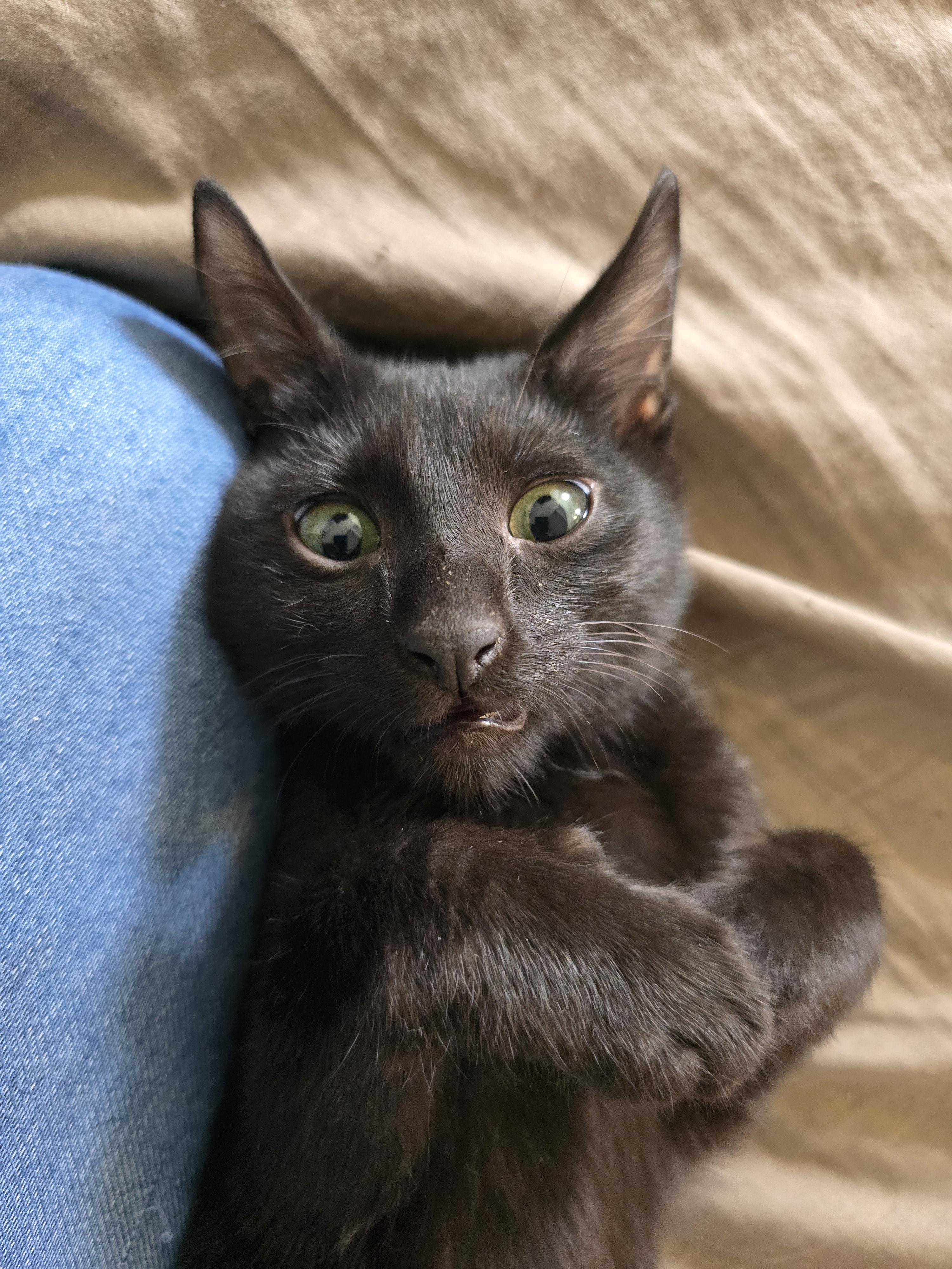 Enlarge Snuggie, a Adopted American Shorthair in Round Rock, TX image 2/2