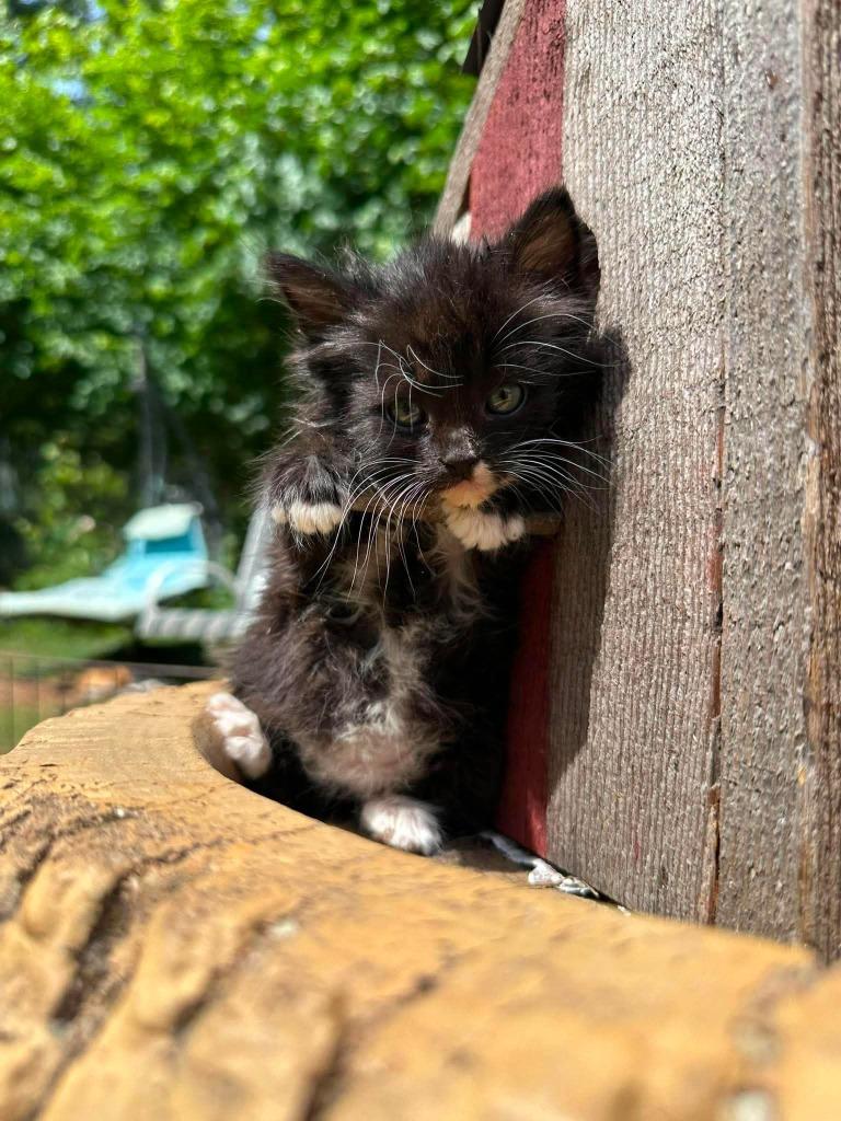Finch, Adoptable, Kitten Female Domestic Short Hair.