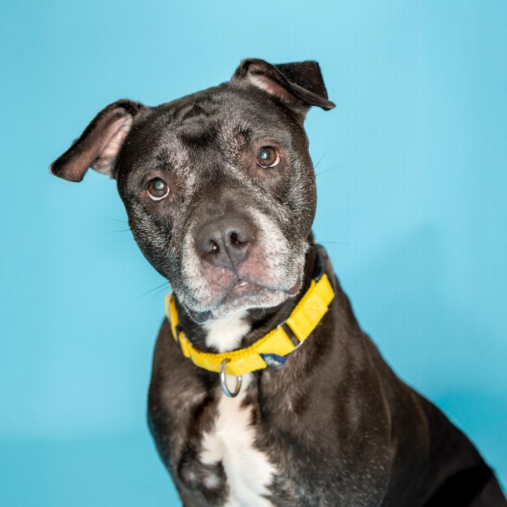Blaine, Adoptable, Adult Male Pit Bull Terrier.