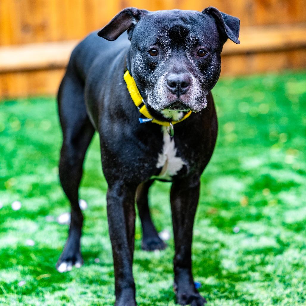Enlarge Blaine, a Adoptable mixed breed in Naperville, IL image 1/6