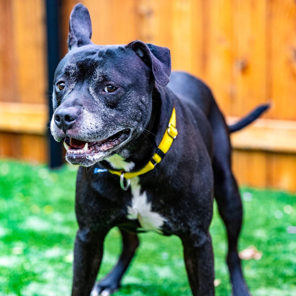 Enlarge Blaine, a Adoptable mixed breed in Naperville, IL image 3/6