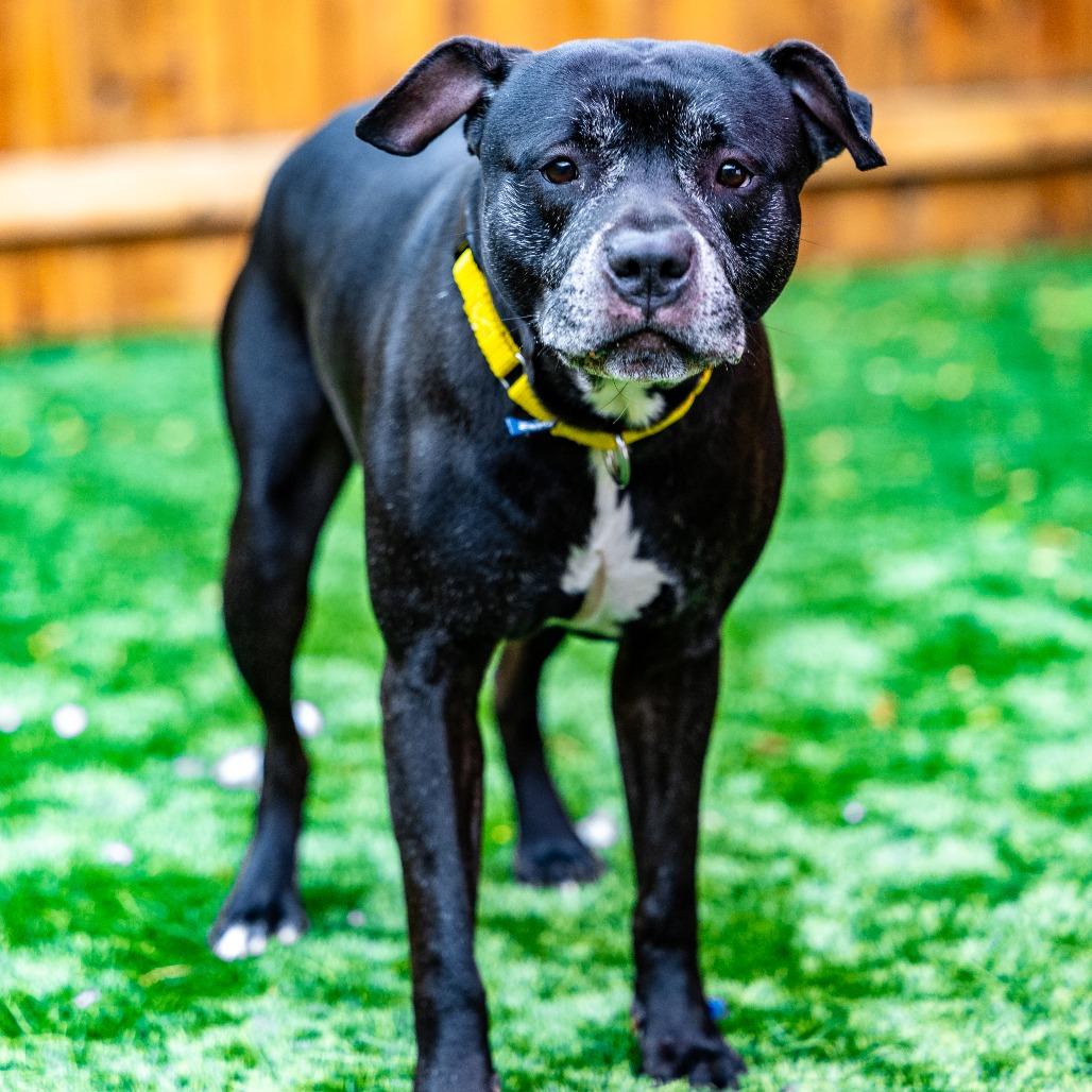 Enlarge Blaine, a Adoptable mixed breed in Naperville, IL image 4/6