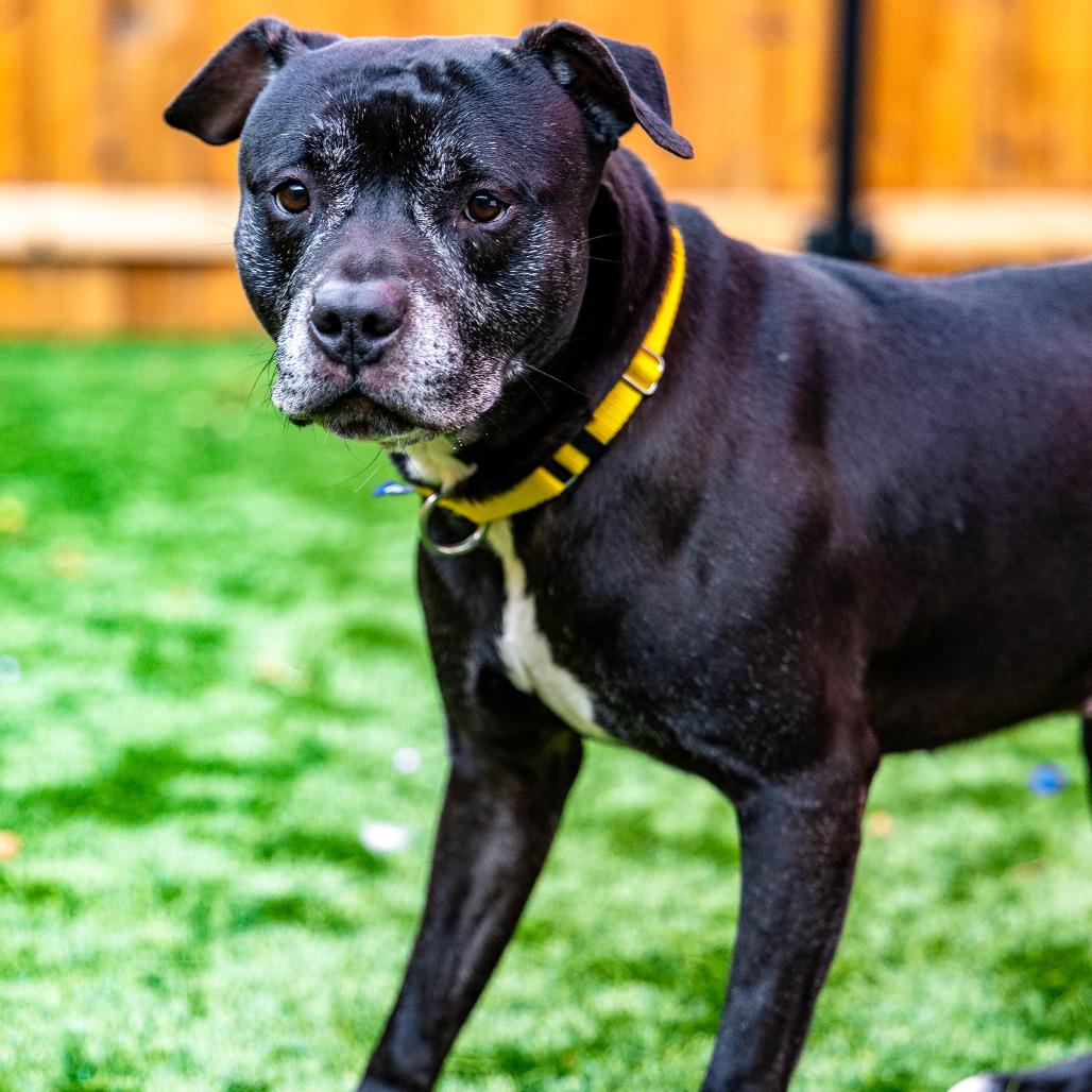 Enlarge Blaine, a Adoptable mixed breed in Naperville, IL image 5/6