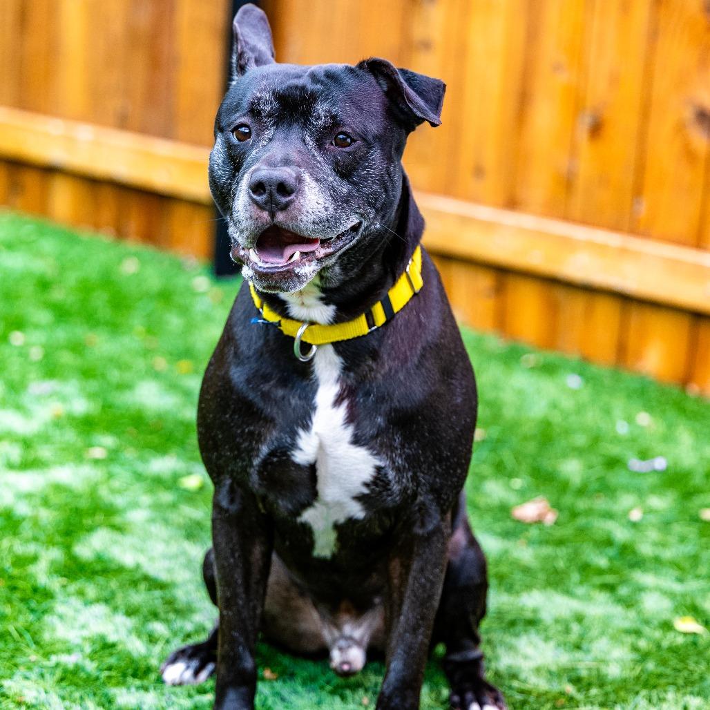 Enlarge Blaine, a Adoptable mixed breed in Naperville, IL image 6/6