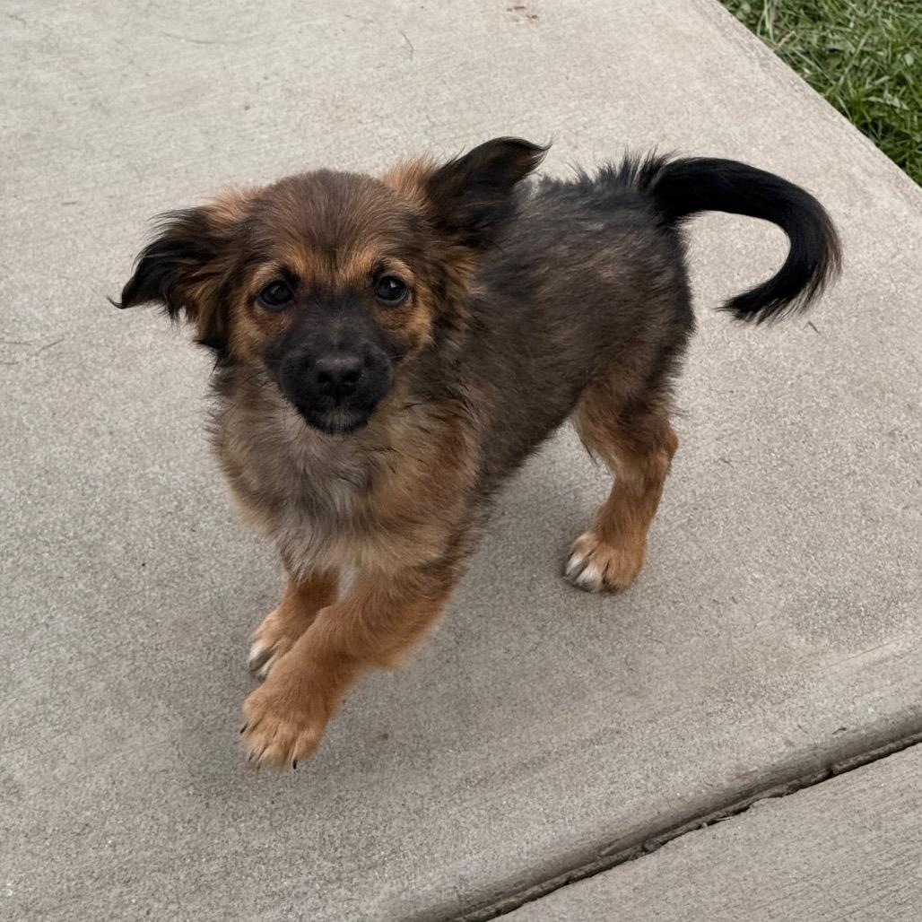 Enlarge Ladybug, a Adoptable mixed breed in West Richland, WA image 1/5