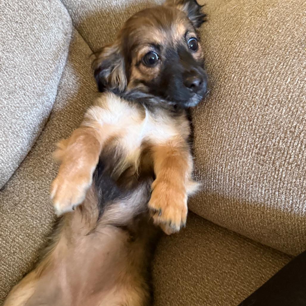 Enlarge Ladybug, a Adoptable mixed breed in West Richland, WA image 2/5