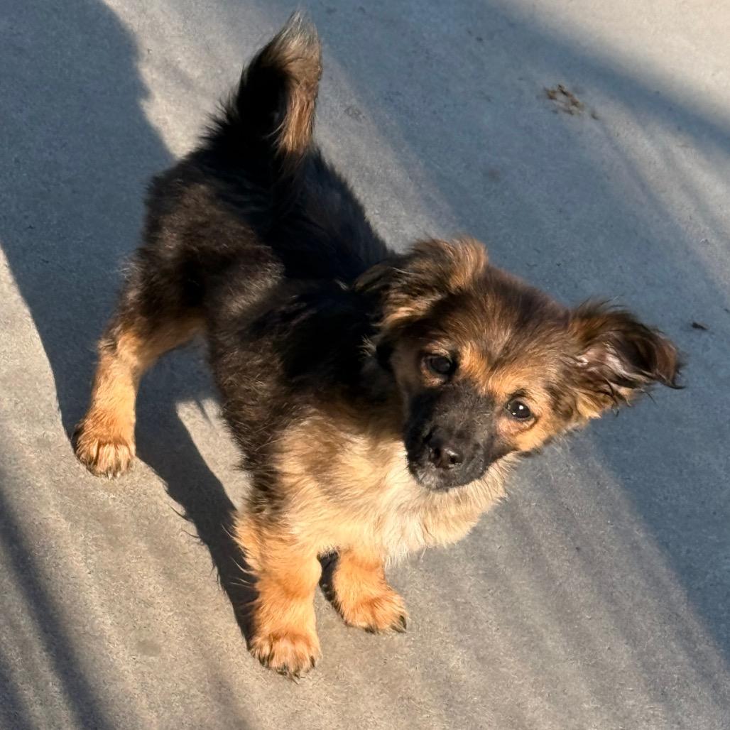Enlarge Ladybug, a Adoptable mixed breed in West Richland, WA image 3/5