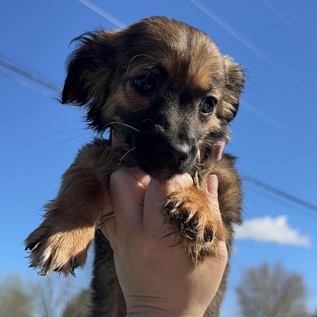 Enlarge Ladybug, a Adoptable mixed breed in West Richland, WA image 4/5