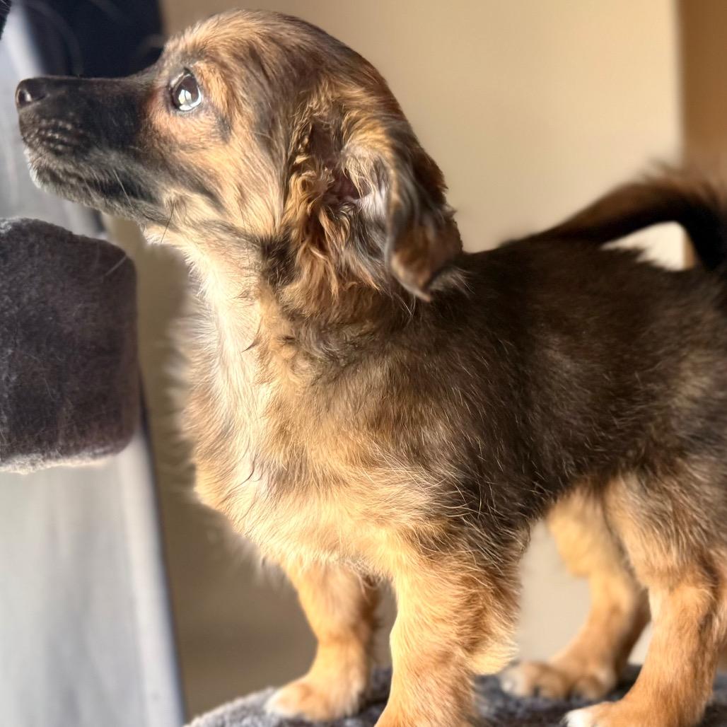 Enlarge Ladybug, a Adoptable mixed breed in West Richland, WA image 5/5