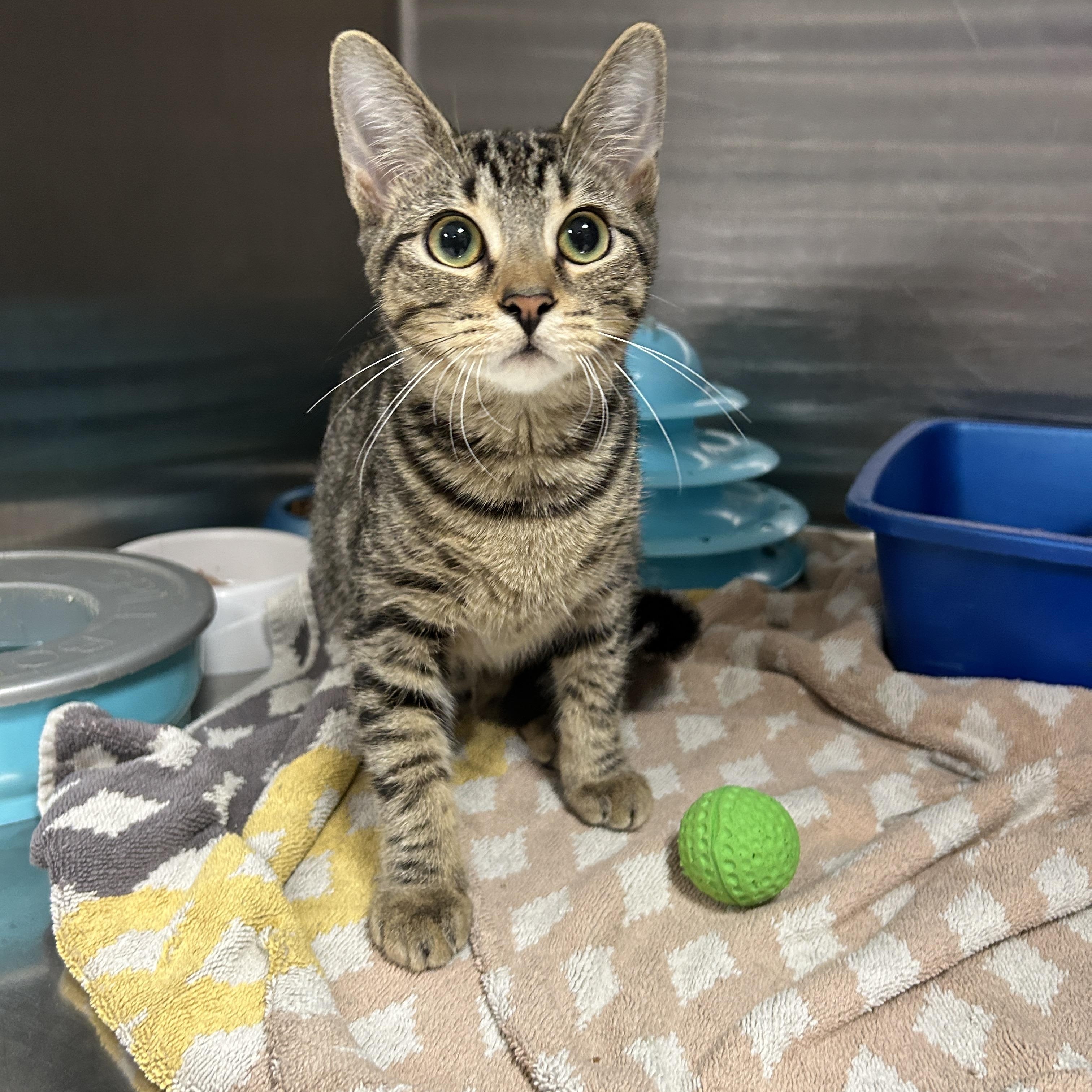 Cat for adoption - Angie, a Domestic Short Hair in La Grange