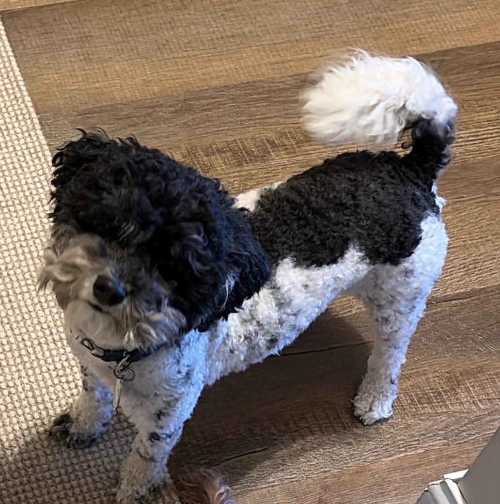 Oreo, adopted, Young Male Mixed Breed.