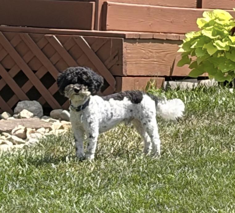 Oreo, an adopted Mixed Breed in Maineville, OH image 4/6