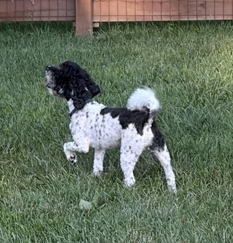 Oreo, an adopted Mixed Breed in Maineville, OH image 3/6