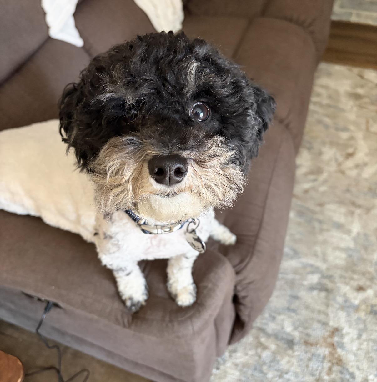 Oreo, an adopted Mixed Breed in Maineville, OH image 5/6