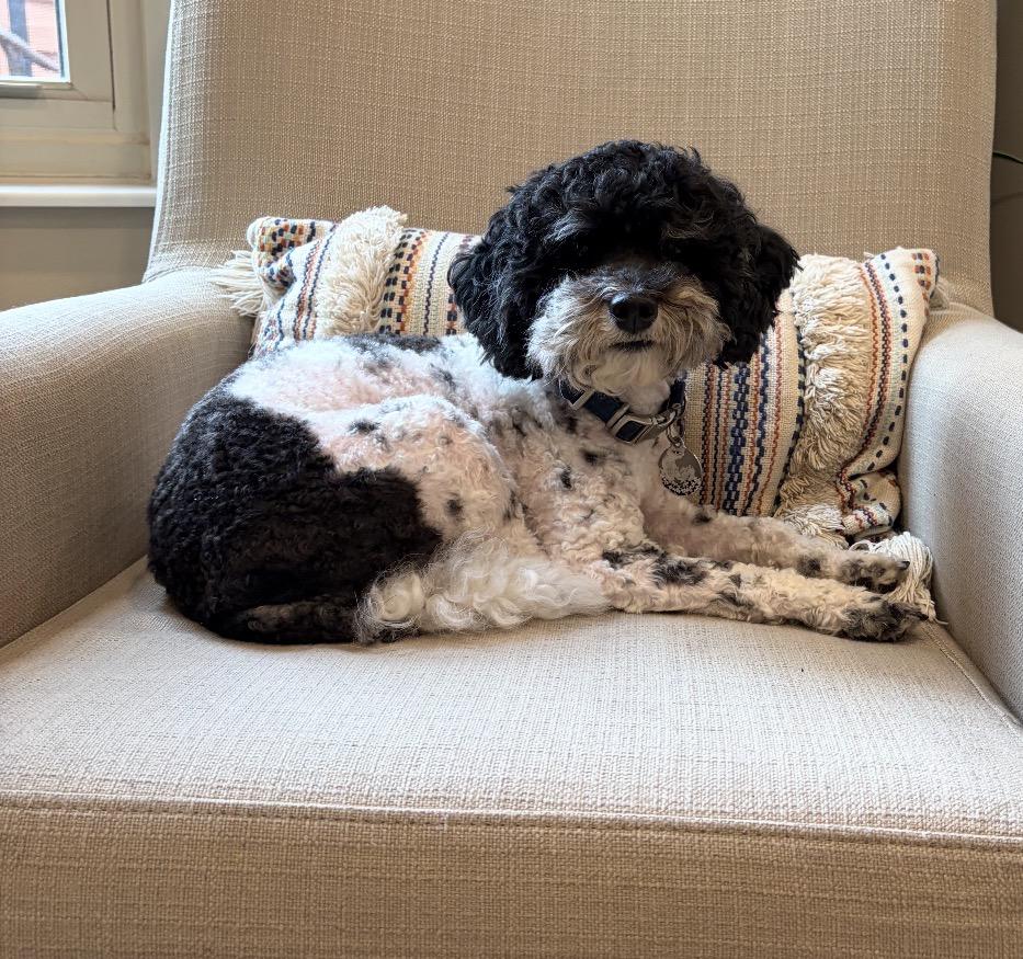 Oreo, an adopted Mixed Breed in Maineville, OH image 6/6