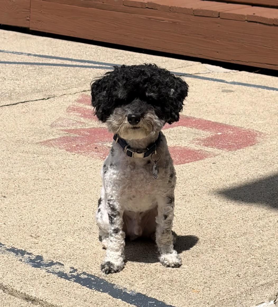 Oreo, an adopted Mixed Breed in Maineville, OH image 2/6