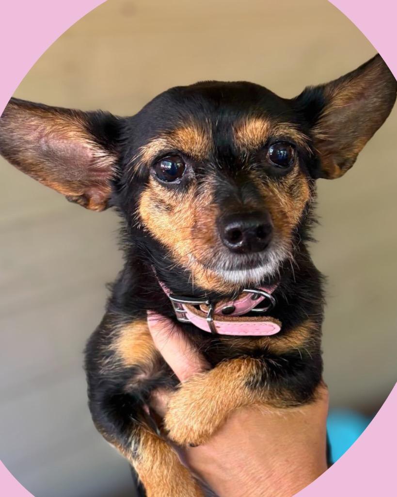 Enlarge Hershey, a Adoptable mixed breed in Bryan, TX image 2/2