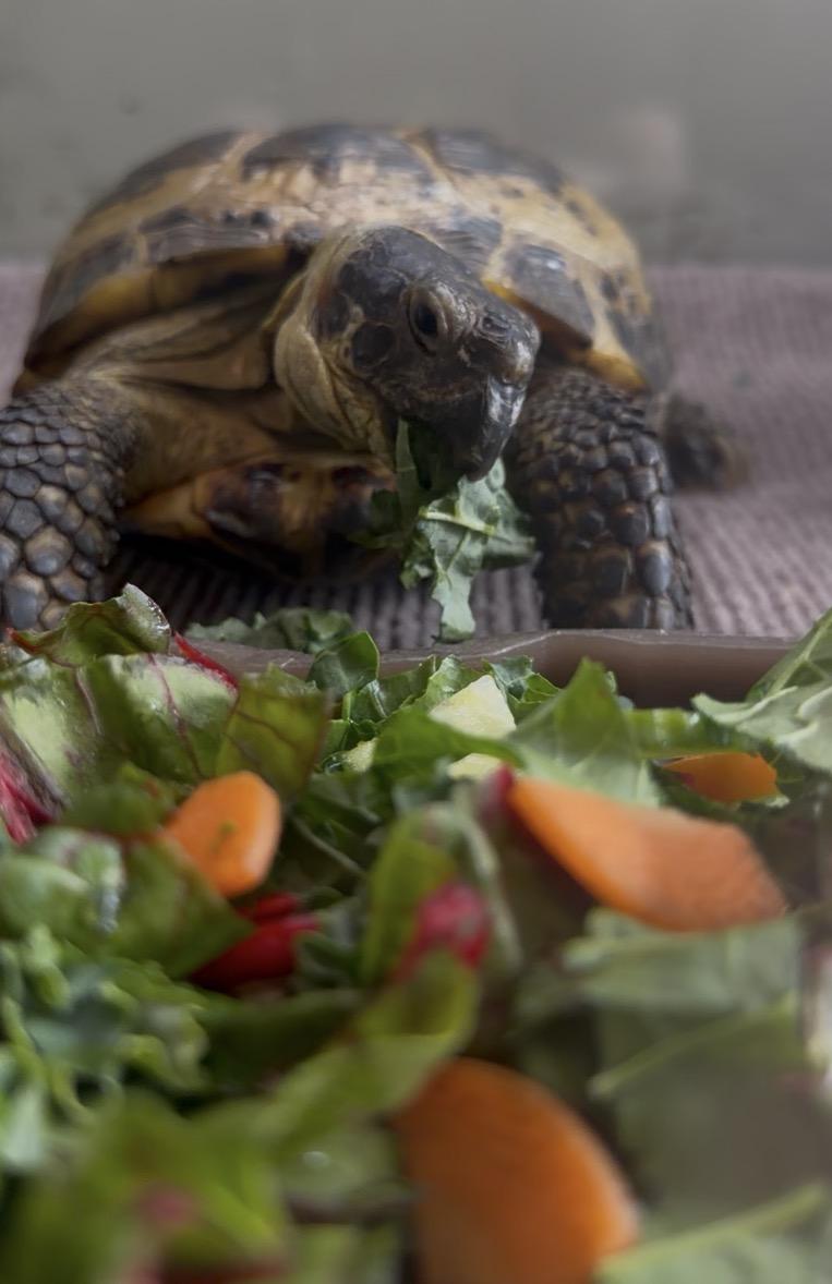 Shellvis Presley, ADOPTABLE, Adult Unknown Russian.