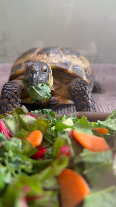 Enlarge Shellvis Presley, a ADOPTABLE Russian in Middle Island, NY video 1/2